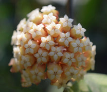 Load image into Gallery viewer, Hoya Chicken Farm