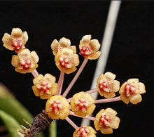 Load image into Gallery viewer, Hoya Acicularis