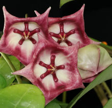 Load image into Gallery viewer, Hoya Kaimuki