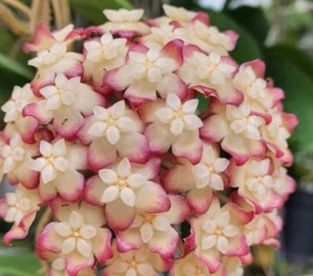 Hoya Jennifer (Incrassata x Finlaysonii)