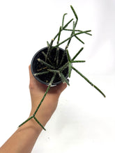 Load image into Gallery viewer, Rhipsalis Pilocarpa