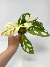 Load image into Gallery viewer, Monstera Adansonii Albo Variegated