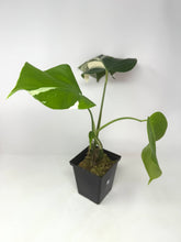 Load image into Gallery viewer, Monstera Deliciosa Albo Variegated G
