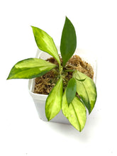 Load image into Gallery viewer, Hoya Walliniana Variegated