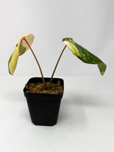 Load image into Gallery viewer, Philodendron Gloriosum Variegated A