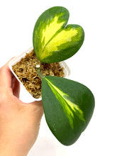 Load image into Gallery viewer, Hoya Kerrii Inner Variegated Splash