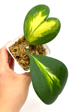 Hoya Kerrii Inner Variegated Splash