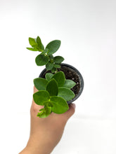 Load image into Gallery viewer, Hoya Densifolia