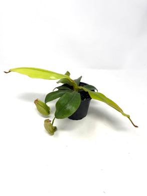 Nepenthes Dyeriana