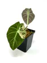 Load image into Gallery viewer, Alocasia Black Velvet Variegated C