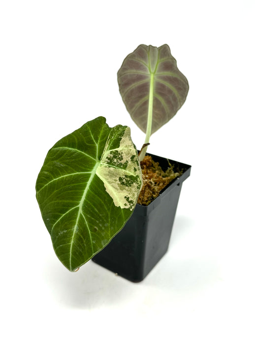 Alocasia Black Velvet Variegated C