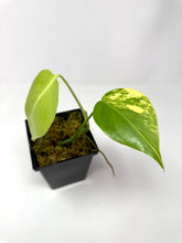 Load image into Gallery viewer, Monstera Deliciosa Aurea Variegated E