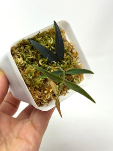 Hoya Oligantha