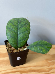 70. Hoya Deykeae