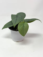 Load image into Gallery viewer, Scindapsus Pictus &#39;Platinum&#39;