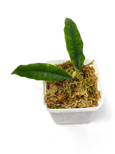Hoya Sammannaniana