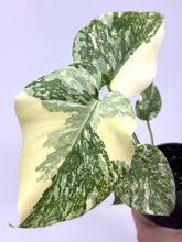 Load image into Gallery viewer, Monstera Deliciosa Crème Brulee