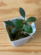 Load image into Gallery viewer, 50. Hoya Burtoniae Variegated