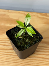 Load image into Gallery viewer, 151. Hoya Multiflora Ghost