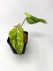 Philodendron Gloriosum Variegated G