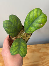 Load image into Gallery viewer, 68. Hoya Deykeae