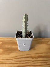 Load image into Gallery viewer, 1. Euphorbia Lactea White Ghost- Ships within Canada only