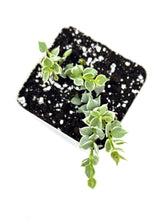 Load image into Gallery viewer, Dischidia Ruscifolia Variegated