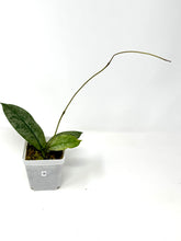 Load image into Gallery viewer, Hoya Mitrata Silver B
