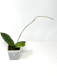 Hoya Mitrata Silver B
