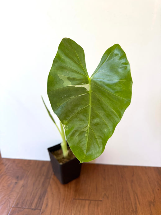 Alocasia Maccrorhiza Variegated C