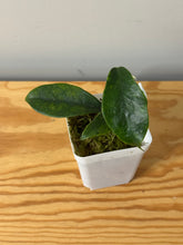 Load image into Gallery viewer, 14. Hoya Albiflora