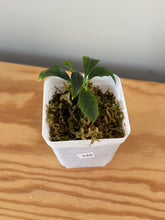 Load image into Gallery viewer, 346. Hoya Multiflora White Margins Variegated