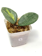 Load image into Gallery viewer, Hoya Carnosa ‘Argentea Princess’ C
