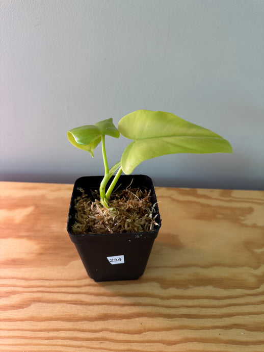 234. Philodendron Bipennifolium Variegated (reverted)