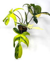 Load image into Gallery viewer, Philodendron Florida Beauty A