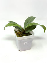 Load image into Gallery viewer, Hoya Pubicalyx Pink Silver Ghost C