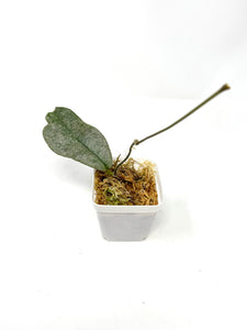Hoya Mitrata Silver A