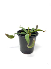 Load image into Gallery viewer, Nepenthes Albomarginata
