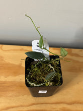 Load image into Gallery viewer, 35. Hoya Thomsonii Splash
