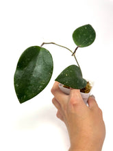 Load image into Gallery viewer, Hoya Glabra Silver