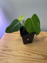 Load image into Gallery viewer, 60. Philodendron Glorious (Melanochrysum x Gloriosum)