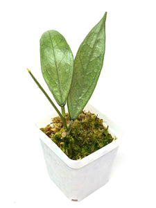 Hoya Germany Silver