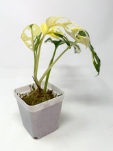 Load image into Gallery viewer, Monstera Adansonii Albo Variegated F