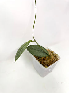 Hoya Mitrata Silver B