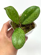 Load image into Gallery viewer, Hoya Meena Silver  (H. Crassipetiolata Splash x H. 'Michele') F