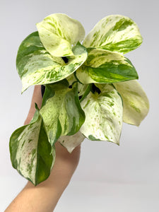 Epipremnum Aureum 'Manjula'