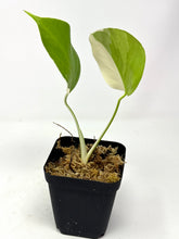 Load image into Gallery viewer, Monstera Deliciosa Albo Variegated I