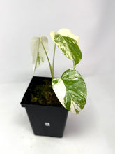 Load image into Gallery viewer, Monstera Deliciosa Albo Variegated B