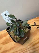 Load image into Gallery viewer, 185. Hoya Krohniana Black