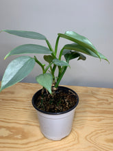 Load image into Gallery viewer, Philodendron Hastatum Silver Sword